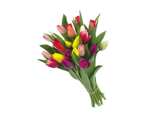 Tulipanbuket