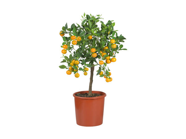 Opstammede citrusplanter