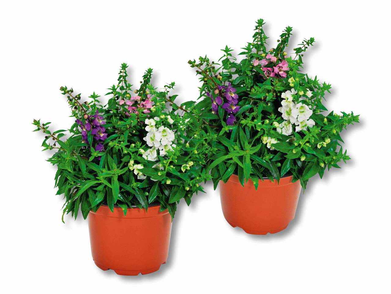 Angelonia Carnaval
