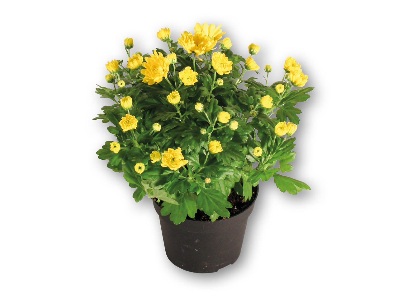 Krysantemum