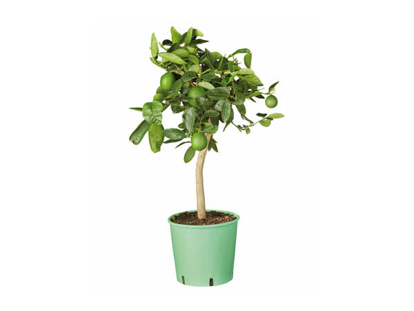 Small Citrus Plants