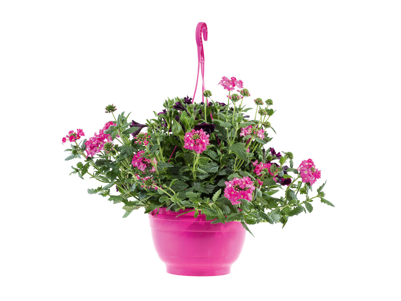 Hangplanten