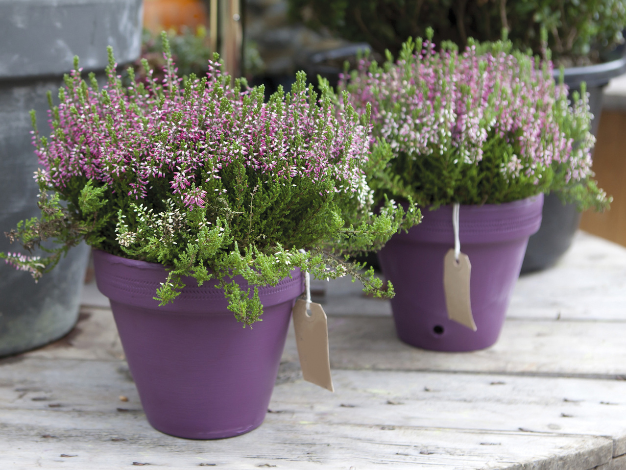 Erica gracilis (Heidekraut)