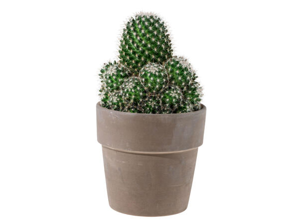 Cactus dans un pot en céramique
