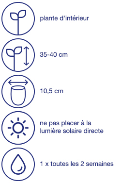 Sansevière