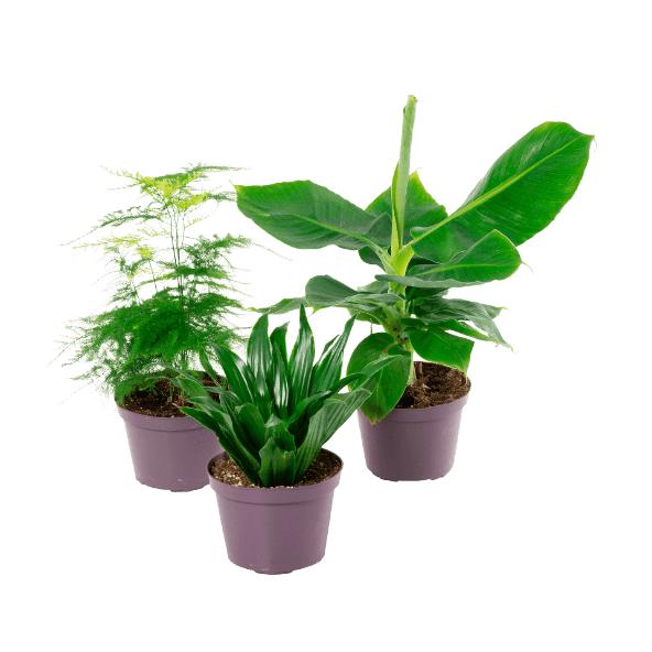 Potteplante