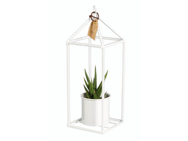 Fettpflanze in Design-Halterung