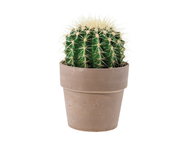 Cacti in Ceramic