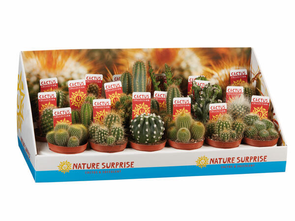 Cactus mix