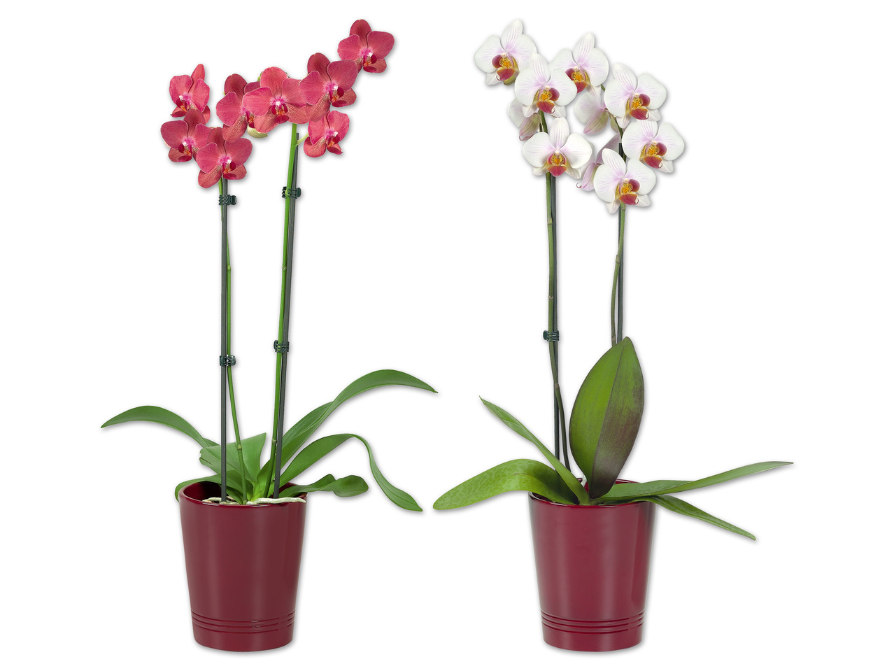 Phalaenopsis 2-Trieber in Keramik