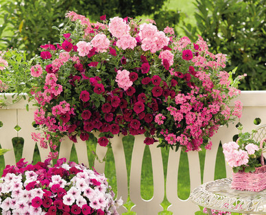 Balkonblumen „Sunny Summer"