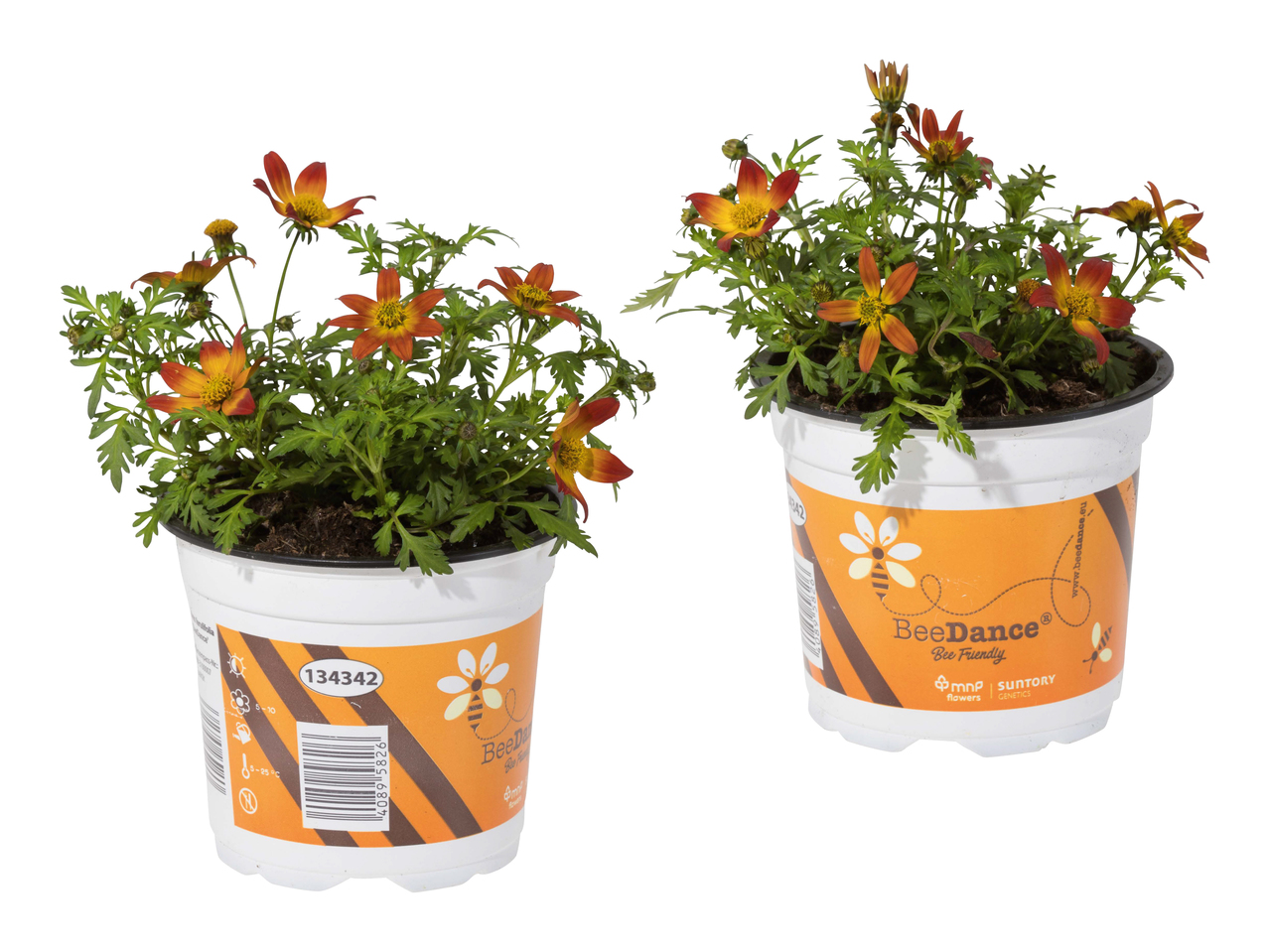 Bidens Beedance