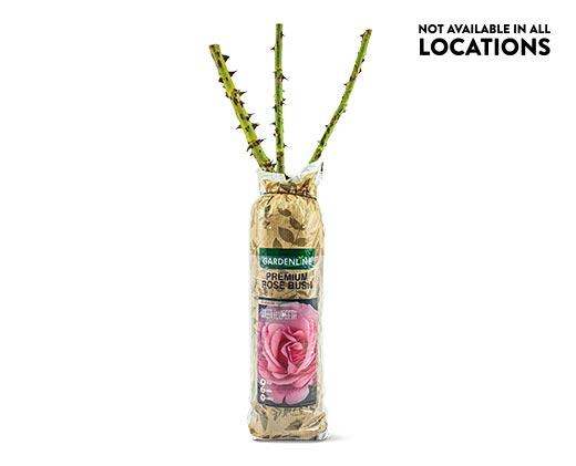 Gardenline Premium Rose Bush Assorted Varieties