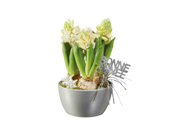 Hyacintgrupp, trio