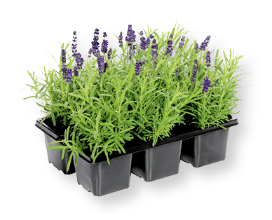 Lavendel