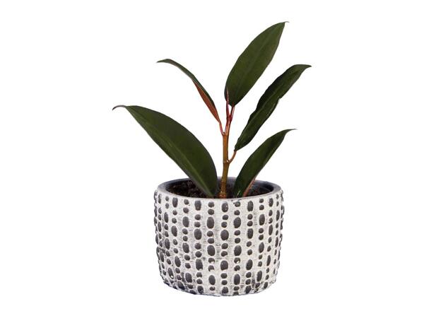 Green Plants in Greystone Pottery