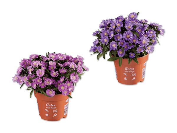 Aster