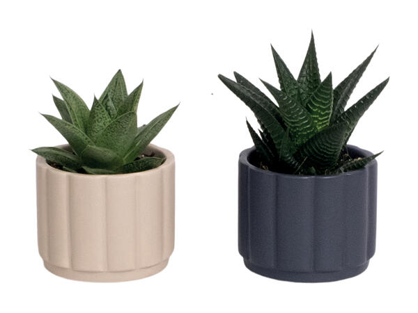 Grøn miniplante i keramik