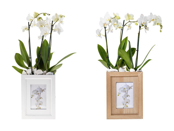 Phalaenopsis dans un cache-pot avec cadre photo pot de 9 cm hauteur: env. 47 cm 3 tiges/couleur des fleurs: blanc la pièce