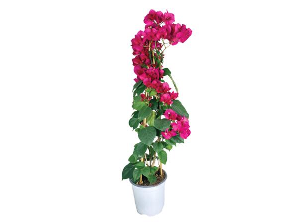 Bougainvillea