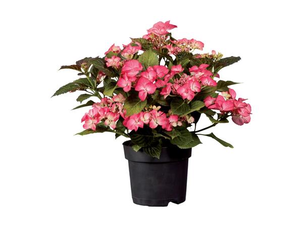 Large Hydrangea