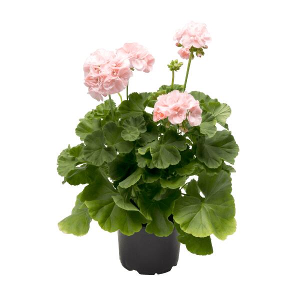 Pelargonie Dronning Ingrid