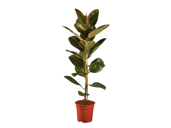 Large Assorted Houseplants