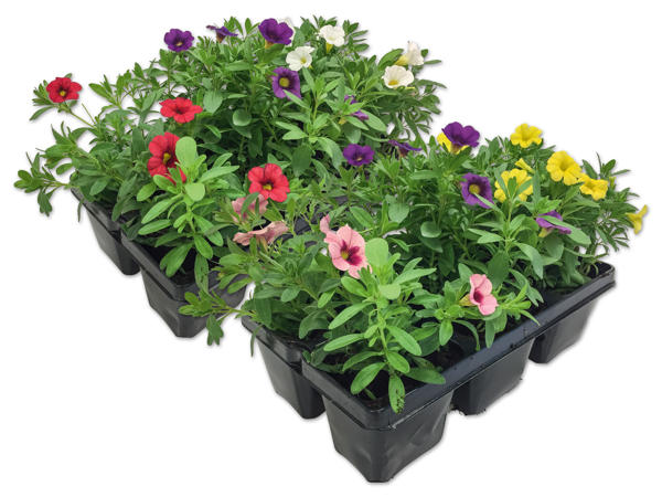 Beetpflanzen Kollektion 6er Tray
