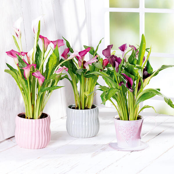 Calla zum Muttertag