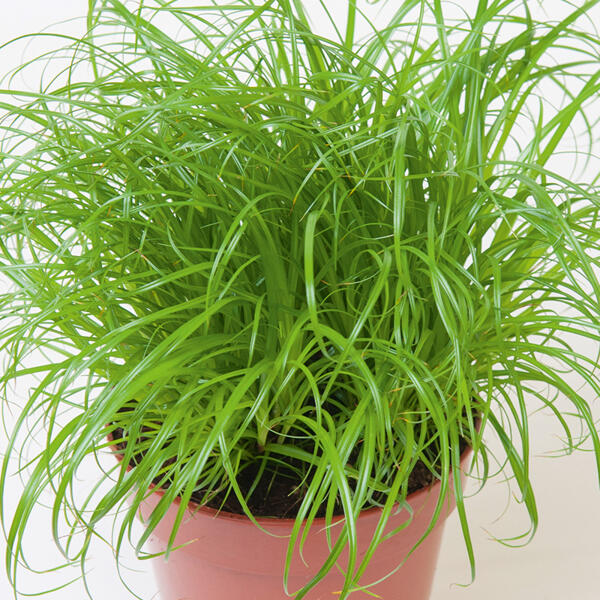 Katzengras