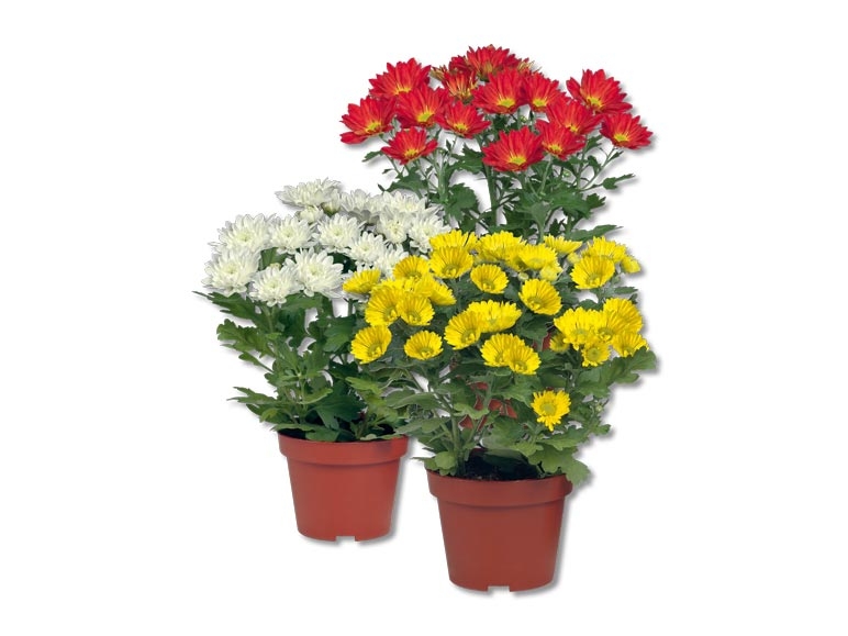 Chrysanthèmes plusieurs pousses (dés 24.9.)