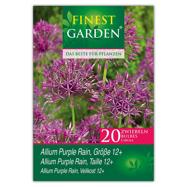 Allium Blumenzwiebeln