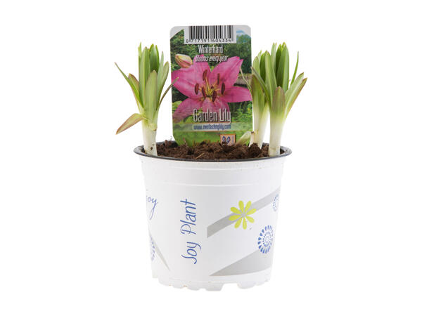 Lilies
