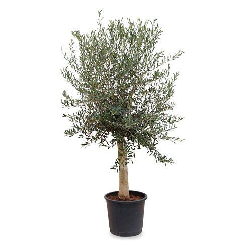 Olivenbaum