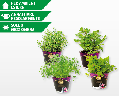 Erbe aromatiche orientali per la cucina SCHÄTZE DES ORIENTS