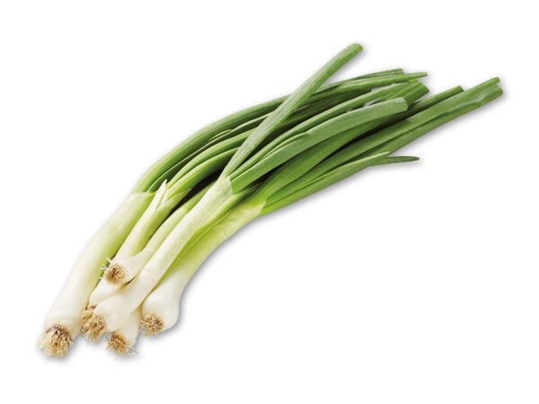 Forårsløg