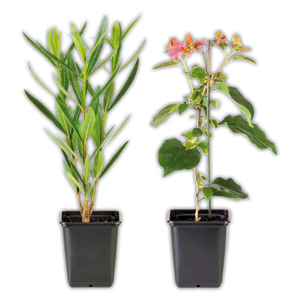 Sommerliche Kübelpflanze