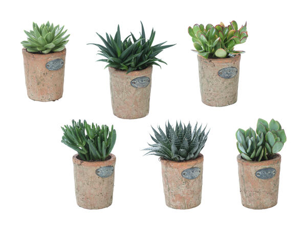 Plante succulente dans un pot en terre cuite