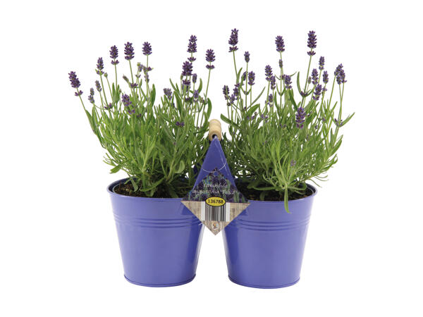 Lavande angustifolia dans un pot jumeau en zinc