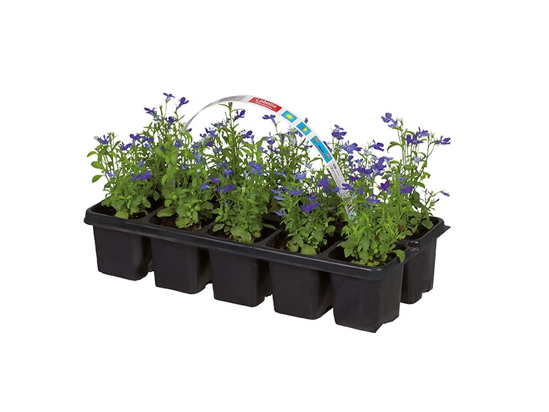 Bedding Plants