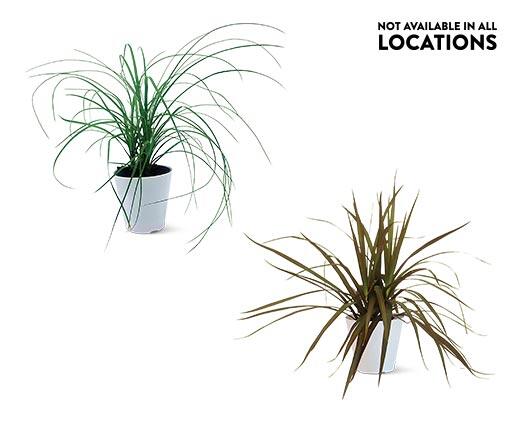 4" Foliage Assorted Varieties