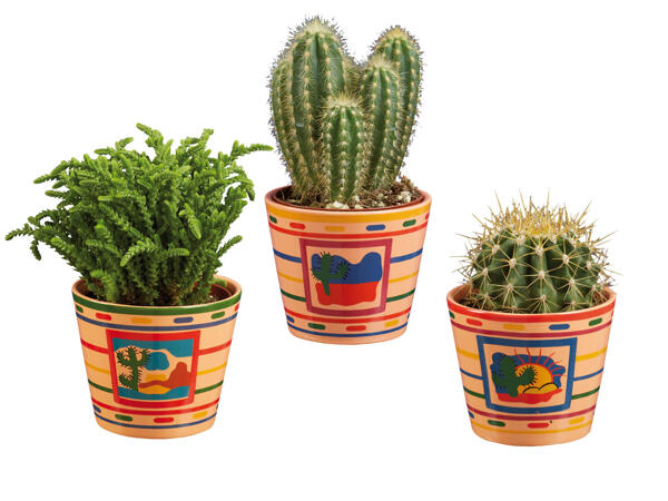 Succulent