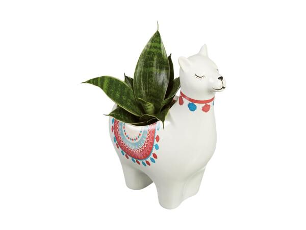 Grøn plante i keramik "Alpaka"