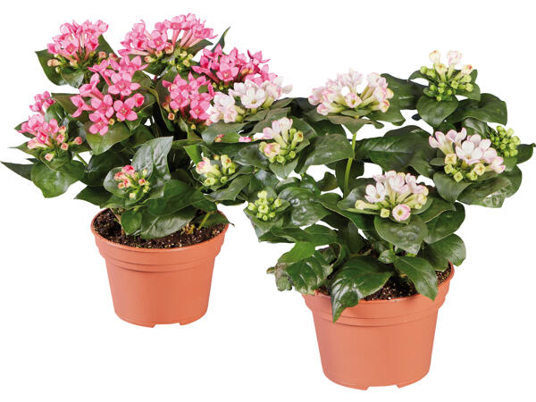 Bouvardia