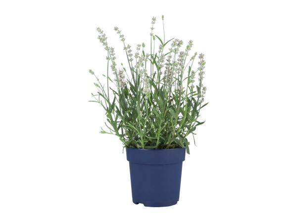 English Lavender