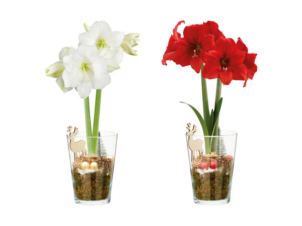 Amarillo di natale in vaso