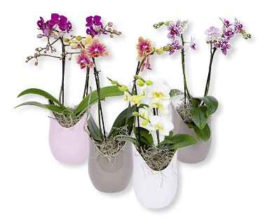 Orchidée