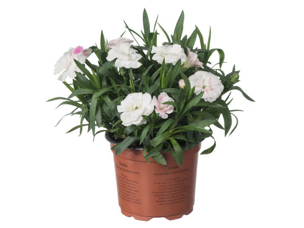 Dianthus Nelke