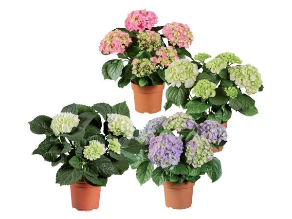 Hydrangeas