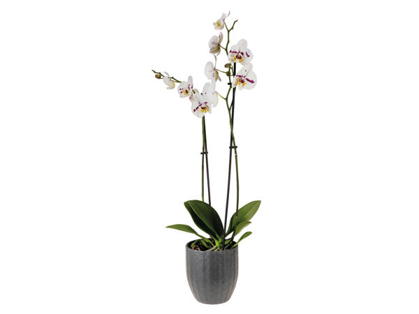 Phalaenopsis in Keramiktopf